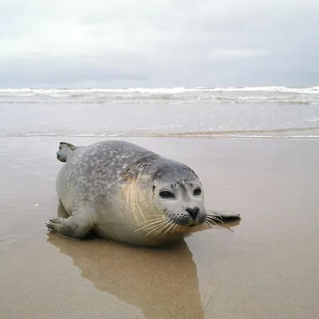 Small Near Sea And Dunes